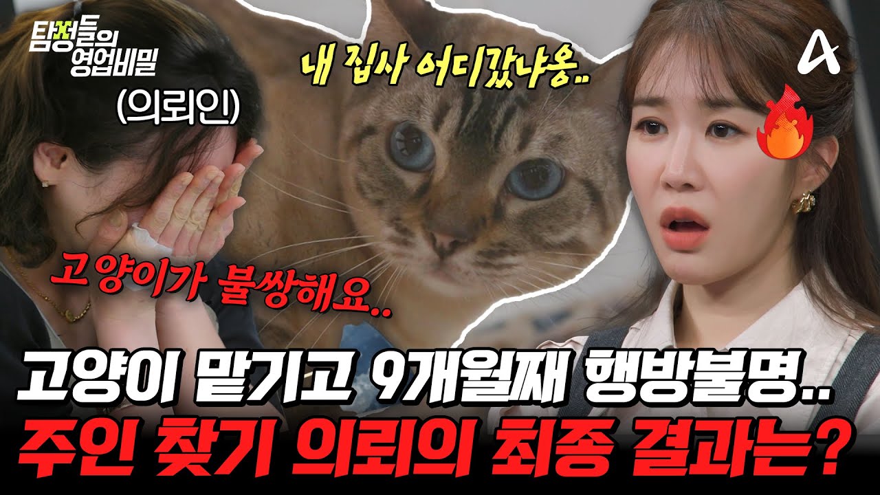 탐정들의영업비밀 60회 고양이 주인 찾기 사건